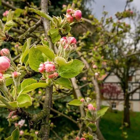 Ferienhaus Unter den Eschen Ferienhaus